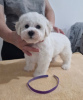 Additional photos: Bichon Friesian puppies