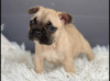 Photo №4. I will sell french bulldog in the city of Manila. private announcement - price - negotiated