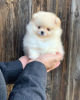 Photo №1. pomeranian - for sale in the city of Гамбург | 264$ | Announcement № 107833