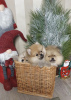 Photo №1. pomeranian - for sale in the city of Kharkov | 1351$ | Announcement № 8600