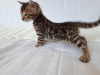 Photo №4. I will sell bengal cat in the city of Miass. from nursery, breeder - price - 1500$