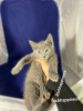 Photo №2 to announcement № 6342 for the sale of russian blue - buy in Ukraine breeder