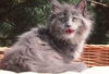 Photo №3. Silver Maine coon kittens for sale. Germany