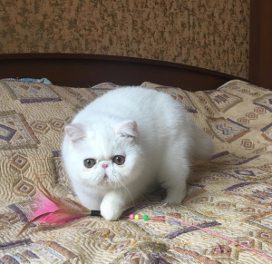 Photo №4. I will sell exotic shorthair in the city of Tula. from nursery - price - negotiated