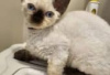 Photo №2 to announcement № 126795 for the sale of devon rex - buy in Germany private announcement