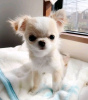 Photo №2 to announcement № 124469 for the sale of chihuahua - buy in Canada breeder