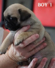 Photo №2 to announcement № 121066 for the sale of pug - buy in Germany breeder