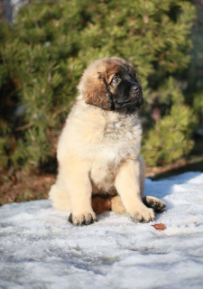 Photo №2 to announcement № 1329 for the sale of leonberger - buy in Belarus from nursery