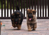 Photo №2 to announcement № 25885 for the sale of german shepherd - buy in Poland private announcement