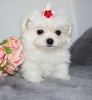 Photo №1. maltese dog - for sale in the city of Vienna | 371$ | Announcement № 107549