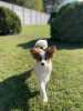 Photo №4. I will sell papillon dog in the city of Лида. private announcement - price - 624$