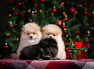 Photo №2 to announcement № 4269 for the sale of german spitz - buy in Russian Federation private announcement