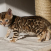 Photo №1. bengal cat - for sale in the city of Аугсбург | 317$ | Announcement № 107951