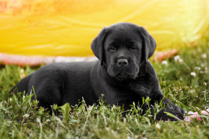 Photo №2 to announcement № 2937 for the sale of labrador retriever - buy in Russian Federation from nursery, breeder