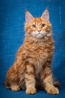 Photo №2 to announcement № 5596 for the sale of maine coon - buy in Ukraine breeder