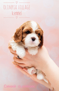 Additional photos: Kennel RKF “Olimpia Village” (Moscow) offers high-pedigree puppies Cavalier King