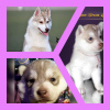 Photo №1. siberian husky - for sale in the city of Mariupol | negotiated | Announcement № 13222