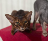 Photo №1. abyssinian cat - for sale in the city of Minsk | 830$ | Announcement № 8959