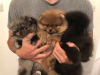 Photo №2 to announcement № 106092 for the sale of american pit bull terrier, pomeranian - buy in Germany from nursery, breeder