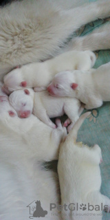 Photo №2 to announcement № 7339 for the sale of samoyed dog - buy in Russian Federation private announcement