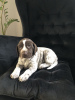 Photo №4. I will sell german shorthaired pointer in the city of Radom. breeder - price - negotiated