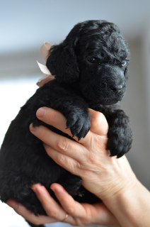 Additional photos: Great Black Poodle