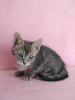 Additional photos: Kittens Almazik and Topazik are looking for a home!
