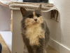 Photo №3. Tricolor cat Luna is looking for a family!. Belarus