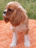 Photo №3. Cavalier King Charles Spaniel male. Germany