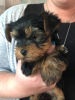 Photo №1. non-pedigree dogs - for sale in the city of Chicago | 400$ | Announcement № 13626