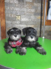 Photo №2 to announcement № 68768 for the sale of schnauzer - buy in Serbia breeder