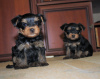 Photo №2 to announcement № 12735 for the sale of yorkshire terrier - buy in Russian Federation breeder
