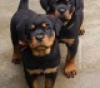 Photo №1. rottweiler - for sale in the city of Антверпен | 634$ | Announcement № 88355