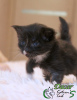 Photo №4. I will sell maine coon in the city of St. Petersburg. private announcement, from nursery, breeder - price - 608$