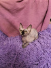 Photo №2 to announcement № 28798 for the sale of sphynx-katze - buy in Russian Federation from nursery