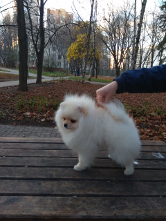 Photo №4. I will sell german spitz in the city of Москва. from nursery - price - 1761$