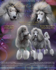 Photo №1. poodle (royal) - for sale in the city of Лович | 2113$ | Announcement № 48327