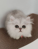 Photo №3. persian kittens. Ukraine