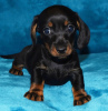 Photo №1. dachshund - for sale in the city of Berlin | 433$ | Announcement № 86618