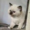 Photo №1. siamese cat - for sale in the city of Афины | negotiated | Announcement № 109869