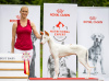 Photo №4. I will sell ibizan hound in the city of Vilnius. breeder - price - 2008$