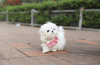 Photo №3. Teacup Maltese Puppies Needs a New Family. United States