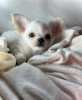 Additional photos: CHIHUAHUA PUPPY