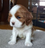 Additional photos: Adorable Cavalier King Charles Puppies for free adoption