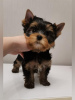 Photo №1. yorkshire terrier - for sale in the city of Ufa | 667$ | Announcement № 10181