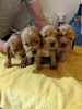 Photo №2 to announcement № 123486 for the sale of american cocker spaniel - buy in Finland private announcement, breeder