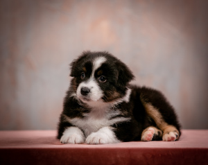 Photo №3. Puppies of the Australian Shepherd (Aussie) for sale. Russian Federation