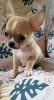Photo №2 to announcement № 101283 for the sale of chihuahua - buy in Serbia breeder