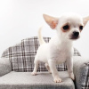 Photo №1. chihuahua - for sale in the city of Амстердам | Is free | Announcement № 15540