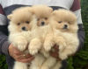 Additional photos: Pomeranian baby dogs